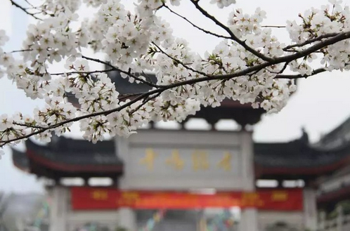 三月注定迷失在一场粉色的“樱花雨”中，作为“世界三大赏樱胜地” 之一，无锡鼋头渚樱花谷内有3万多株樱花树， 樱花节期间，樱花如云似霞、满树烂漫，春风轻拂、落樱飞舞，美不胜收。 樱花盛开的日子，不用再远赴日本，天堂，其实就在身旁。