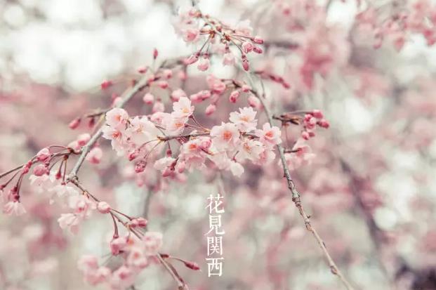 赏樱tips大放送：2016年日本赏樱时间表来了！