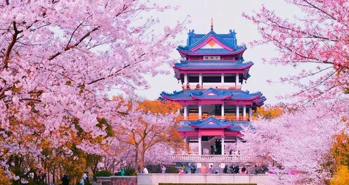 不必去日本,国内3大超浪漫赏樱花地-希望zz