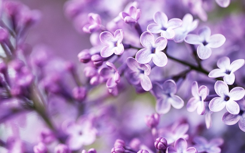 紫色植物花卉图片欣赏-希望zz