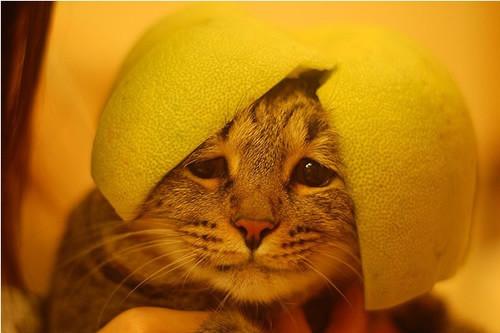 超逗!一只傻猫和一顶傻帽-希望zz