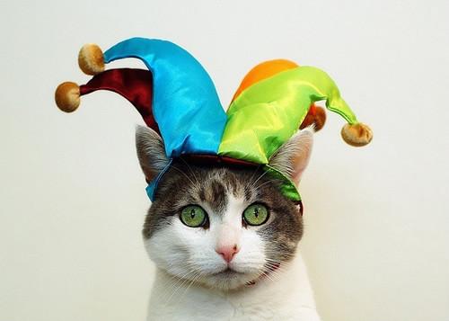 超逗！一只傻猫和一顶傻帽-希望zz