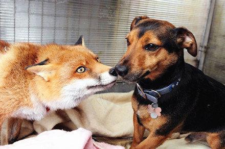 狐狸与狗同居的日子，因为爱情？-希望zz