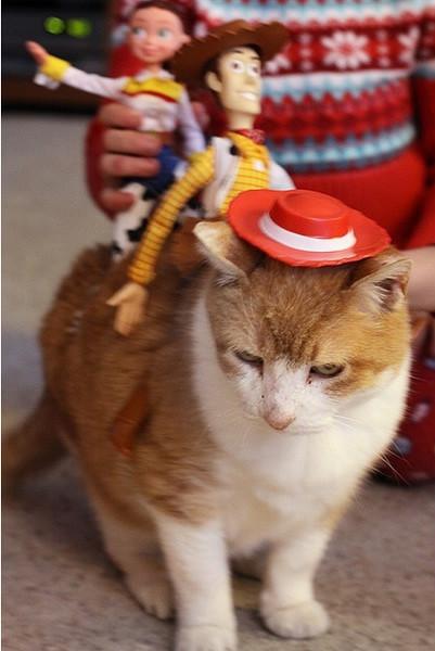 超逗！一只傻猫和一顶傻帽-希望zz