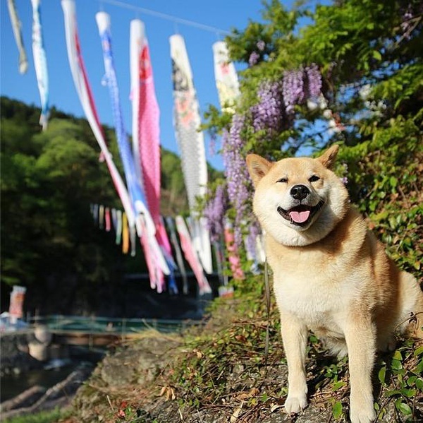 柴犬 丸太郎 听说最近柴柴的表情包超火-希望zz