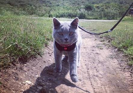 养喵需要溜?猫奴不淡定了-希望zz