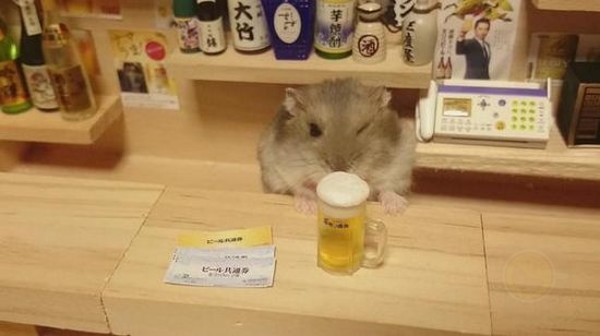 日本小仓鼠的奢华生活-希望zz