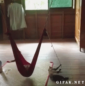 有一种猫叫做别人家的猫-希望zz