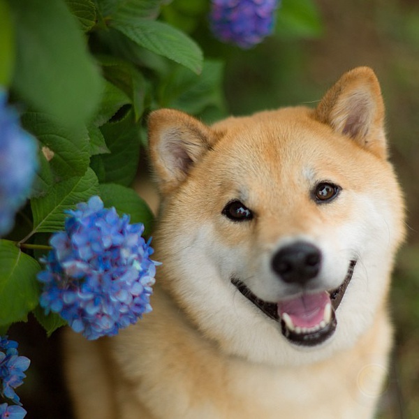 柴犬 丸太郎 听说最近柴柴的表情包超火-希望zz