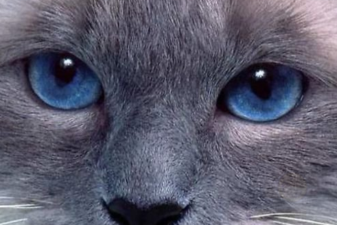如何检查猫咪的眼睛和上眼药