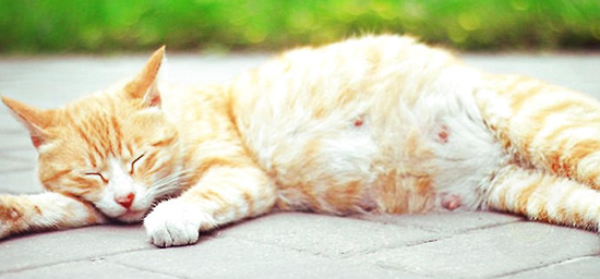 猫咪怀孕只吃猫粮可以吗？