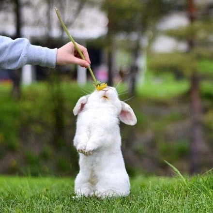 一只生活在瑞典的四岁垂耳兔exemple，简直萌哭惹~～-希望zz