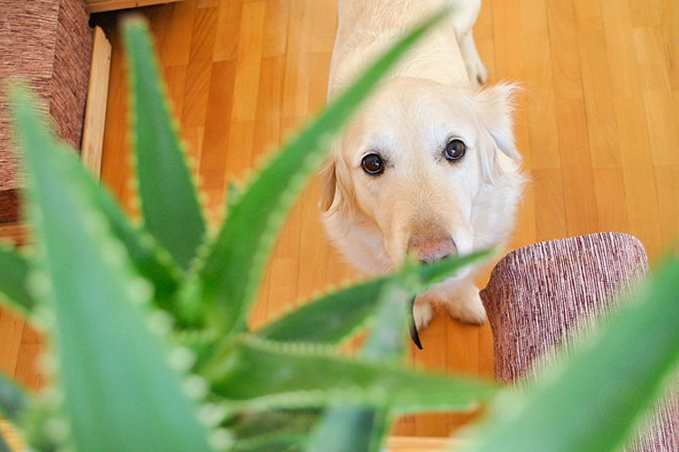 这些绿植竟然是狗狗杀手