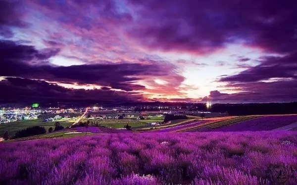 伊犁河谷里的薰衣草紫，惊艳了整个夏天！-希望zz