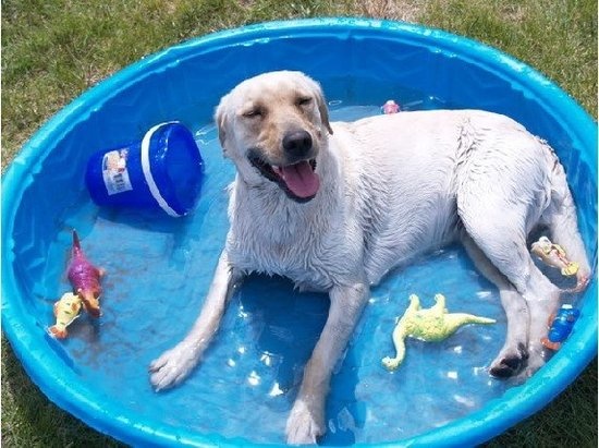 美国兽医学院公布8大易中暑犬种，竟然是它们！