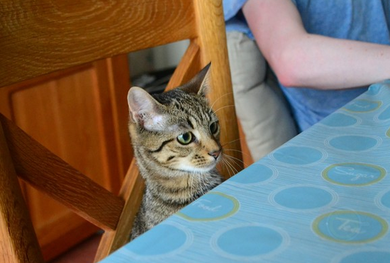 猫坐在餐桌旁看你吃饭只是想获得参与感