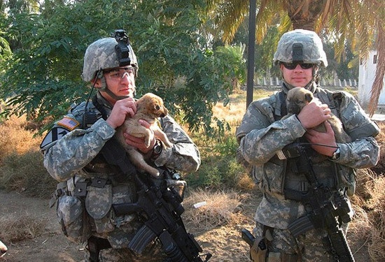 士兵们和他们的小猫小狗-希望zz