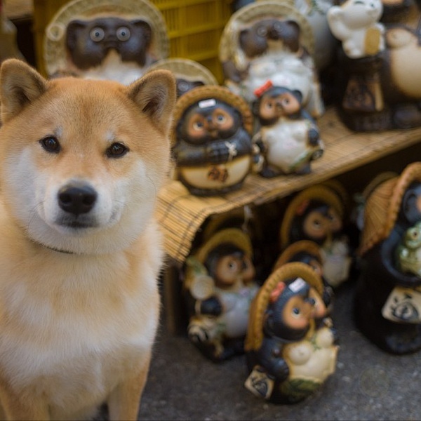 柴犬 丸太郎 听说最近柴柴的表情包超火-希望zz