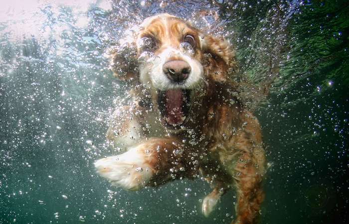 怎样训练狗狗游泳