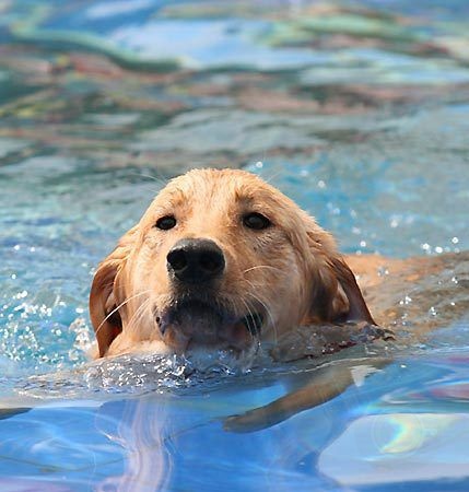 狗狗游泳健将养成要素