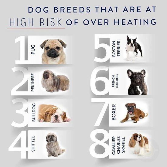 美国兽医学院公布8大易中暑犬种，竟然是它们！