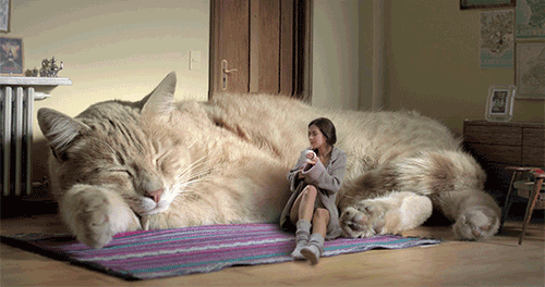好大的猫咪