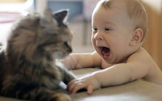 猫咪和新生儿能和平共处吗？