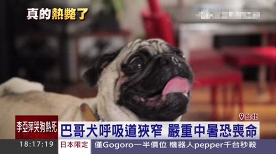 8大易中暑犬种，你家宝贝上榜了吗？