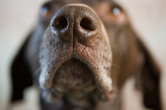 狗鼻子可判断狗狗身体健康状况