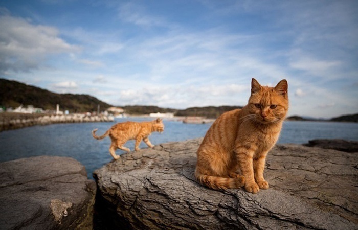 放养猫咪潜在的六大危害