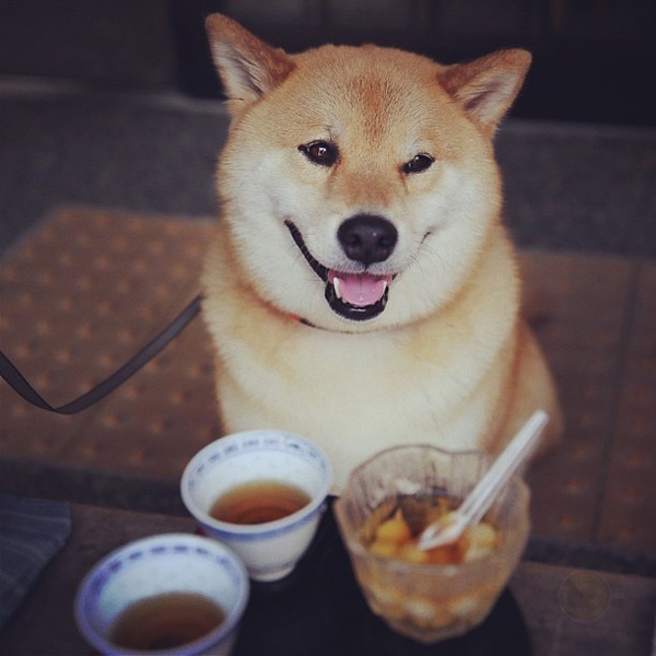 柴犬 丸太郎 听说最近柴柴的表情包超火-希望zz