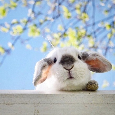 一只生活在瑞典的四岁垂耳兔exemple，简直萌哭惹~～-希望zz