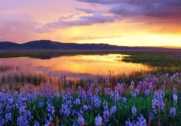 伊犁河谷里的薰衣草紫，惊艳了整个夏天！-希望zz
