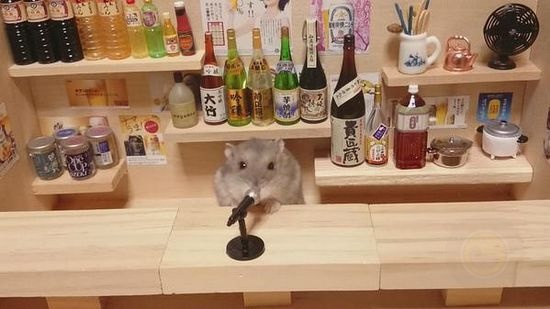 日本小仓鼠的奢华生活-希望zz