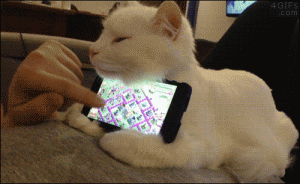 有一种猫叫做别人家的猫-希望zz