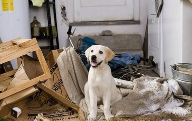 为什么狗狗总想拆了你的家？