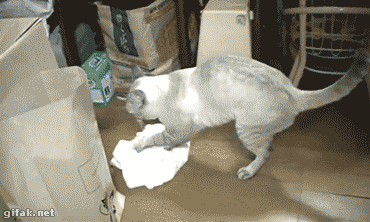 有一种猫叫做别人家的猫-希望zz