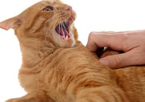 伤不起 如何安抚炸毛的猫咪-希望zz