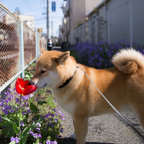 柴犬 丸太郎 听说最近柴柴的表情包超火-希望zz