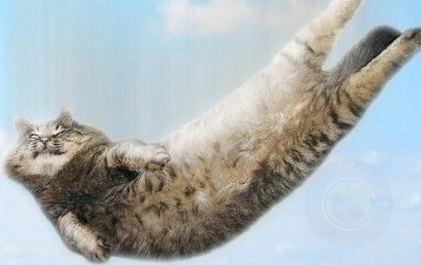 喵星人真的摔不死吗?-希望zz