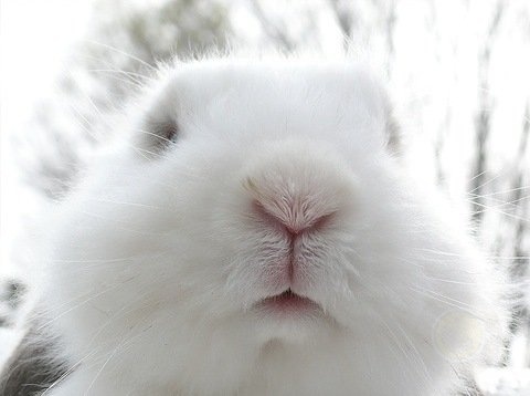 小白兔，白又白，两只耳朵竖起来-希望zz
