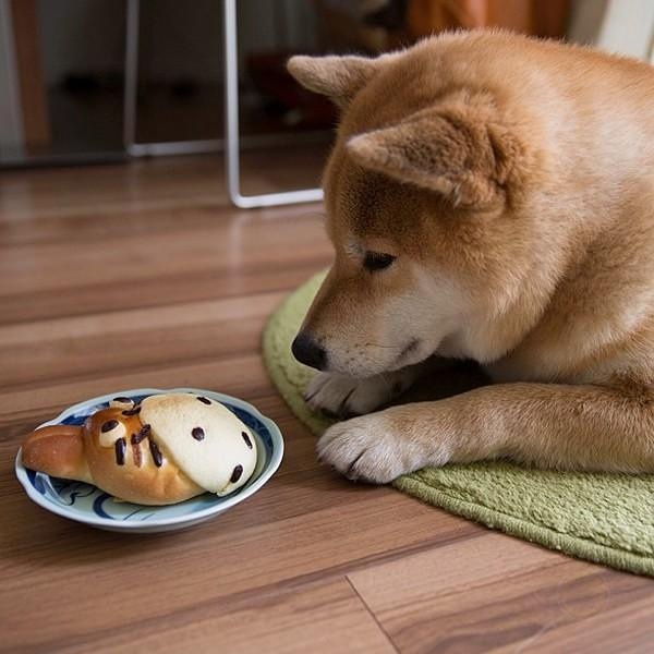 柴犬 丸太郎 听说最近柴柴的表情包超火-希望zz