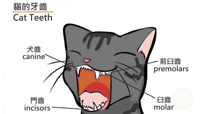 猫咪该如何刷牙
