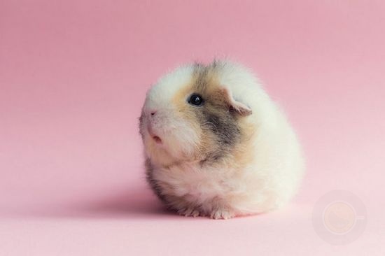 治愈系图片：超萌的荷兰猪Booboo-希望zz