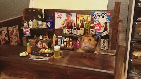 日本小仓鼠的奢华生活-希望zz
