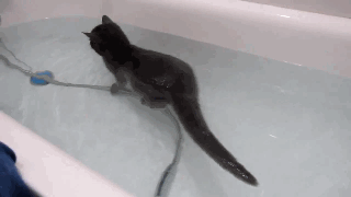 有一种猫叫做别人家的猫-希望zz