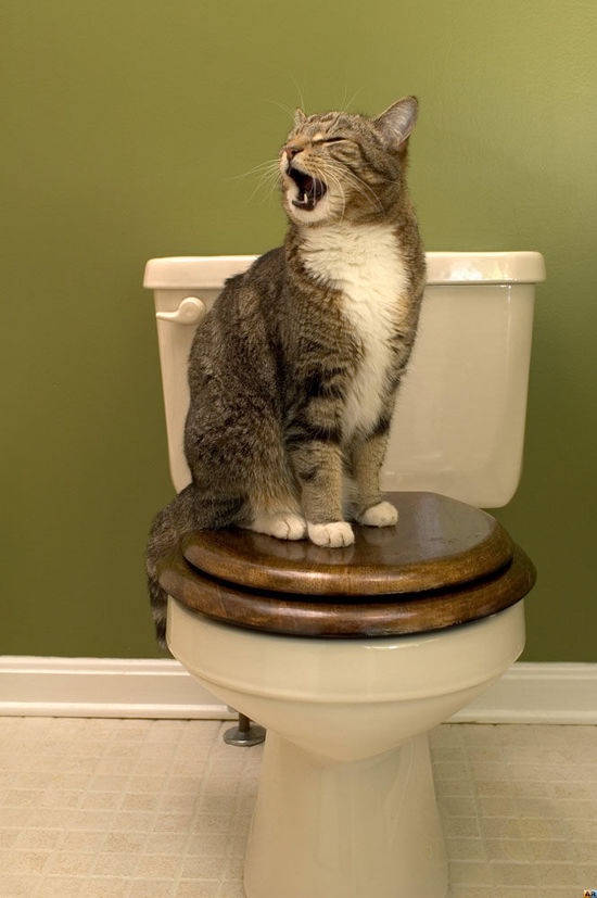 训练猫猫在马桶排泄的方法