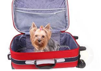 带宠物出国全攻略 这是最珍贵的行李