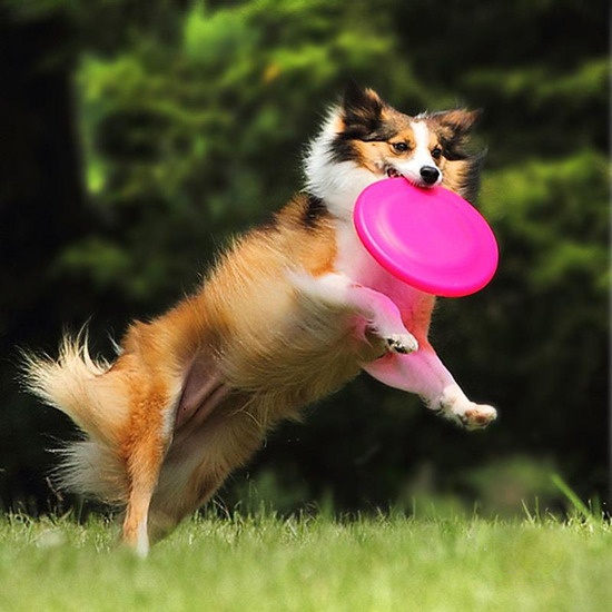你想和狗狗玩接飞碟吗