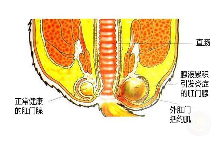 你了解猫咪菊花里的肛门腺吗？